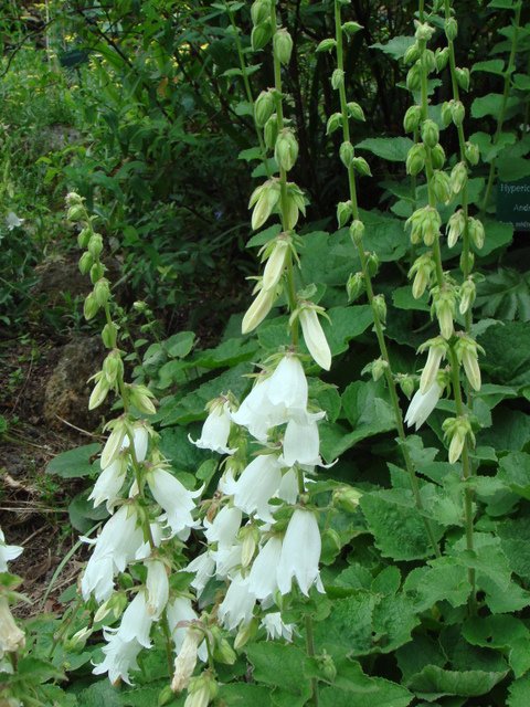 Campanula alliariifolia
